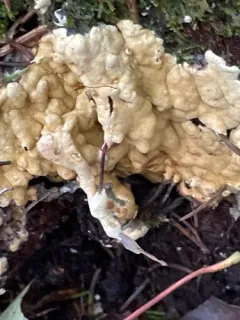 Trichoderma citrinum thumbnail 3