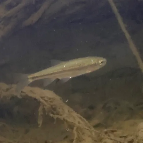 Lahontan Redside