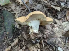 Hydnum subolympicum thumbnail 2