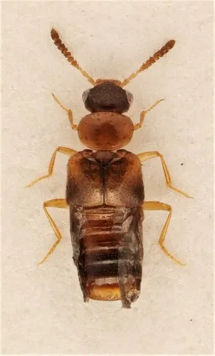 Gyrophaena keeni