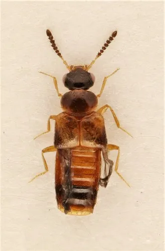 Gyrophaena gaudens