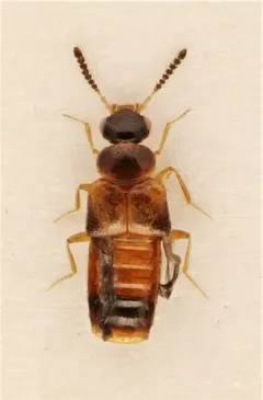 Gyrophaena gaudens thumbnail 1
