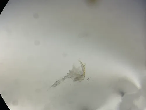 Gyrophaena illiana