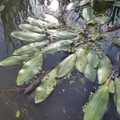 Longleaf Pondweed thumbnail 2
