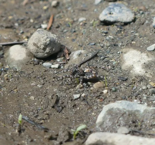 Sand Bear Spider