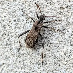 Alydus conspersus thumbnail 4