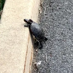 Spotted Turtle thumbnail 2