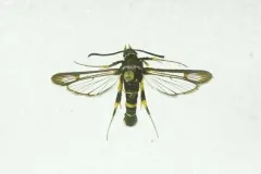 Oak Gall Borer Moth thumbnail 2