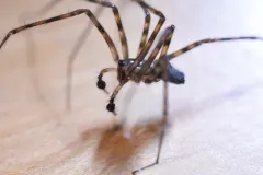 Calymmaria emertoni thumbnail 1