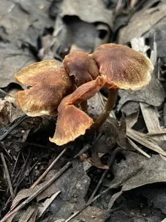 Cortinarius lacustris thumbnail 2