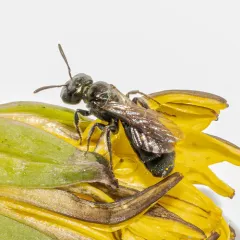 Ceratina acantha thumbnail 3