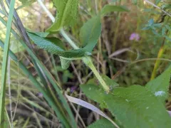 Boneset Stem Midge thumbnail 1