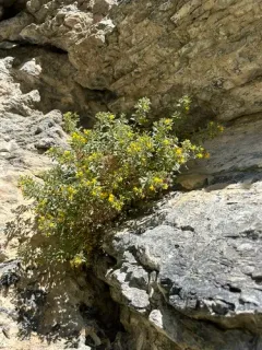 Rydberg's Goldenbush thumbnail 3