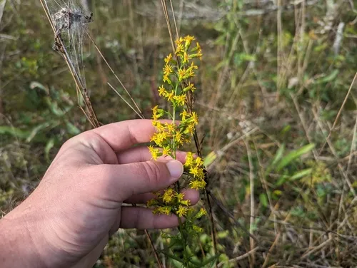 Dune Goldenrod