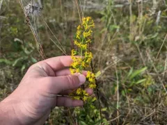 Dune Goldenrod thumbnail 1