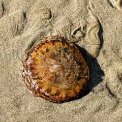 Pacific Sea Nettle thumbnail 2