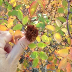 Mossy Rose Gall Wasp thumbnail 4