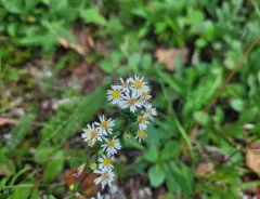 Small White Aster thumbnail 4