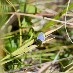Acmon Blue thumbnail 1