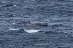 Baird's Beaked Whale thumbnail 3