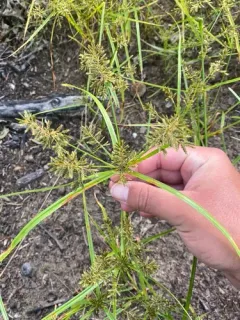 Asian Flatsedge thumbnail 4
