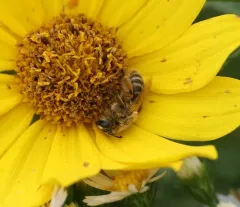Two-spotted Miner Bee thumbnail 2