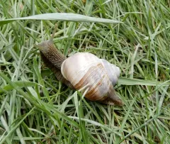Roman Snail thumbnail 2