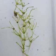Braun's stonewort thumbnail 4