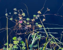 Floating Marsh-marigold thumbnail 3