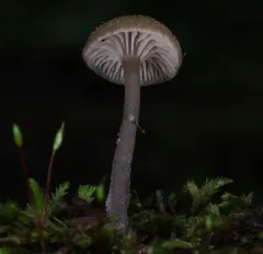 brown goblet thumbnail 3