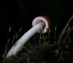 conical brittlestem thumbnail 4
