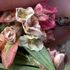 Shasta knotweed thumbnail 1