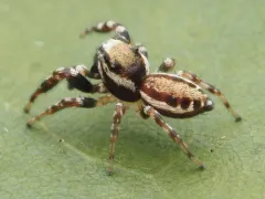 Common white-cheeked jumping spider thumbnail 3