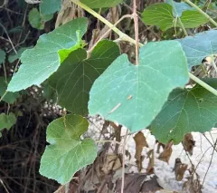 California wild grape thumbnail 2