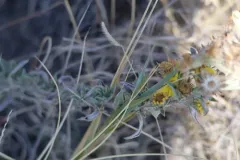 Heterotheca angustifolia thumbnail 4