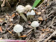 Inocybe elysii thumbnail 2