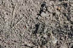 Southwestern Dusky Grasshopper thumbnail 2