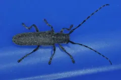 small poplar borer thumbnail 4
