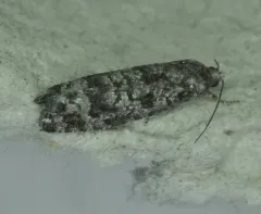 Gray Retinia Moth thumbnail 4