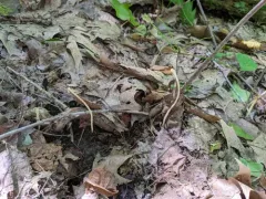 Clavaria fuscata thumbnail 2