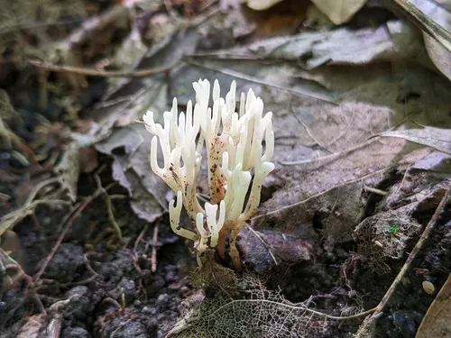 Ramariopsis luteo-ochracea