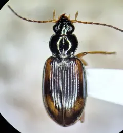 Seine Riverbank Ground Beetle thumbnail 1