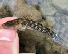 Brown Amur Goby thumbnail 4