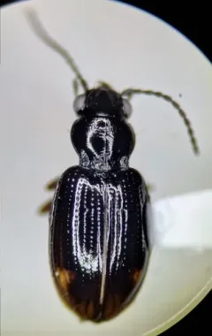 Bembidion fortestriatum thumbnail 3