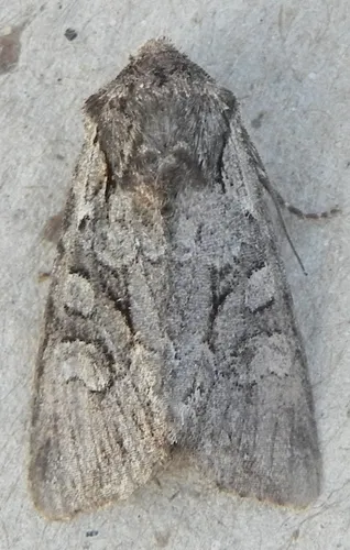 Vicina Dart