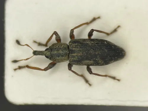 Listronotus lutulentus