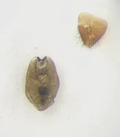 Long-collared Rove Beetle thumbnail 4