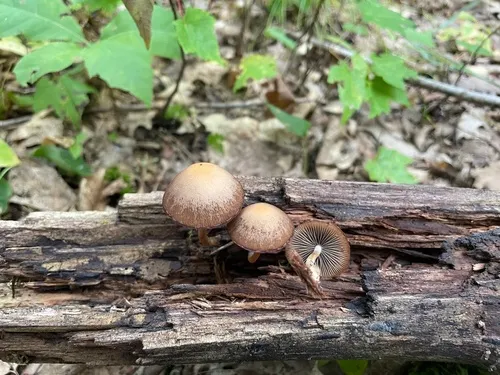 Psathyrella borealis