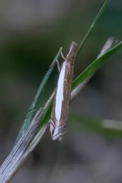 Sperry's Grass-veneer thumbnail 2