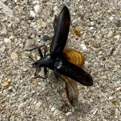 Cedar Beetle thumbnail 3